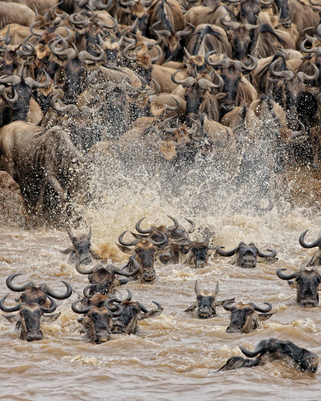 Dramatic wildebeest river crossing with splashing water and crocodiles