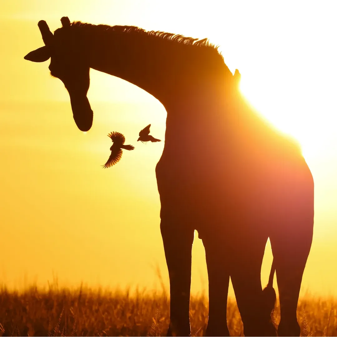 Panoramic sunrise over Maasai Mara savannah with acacia trees and wildlife silhouettes