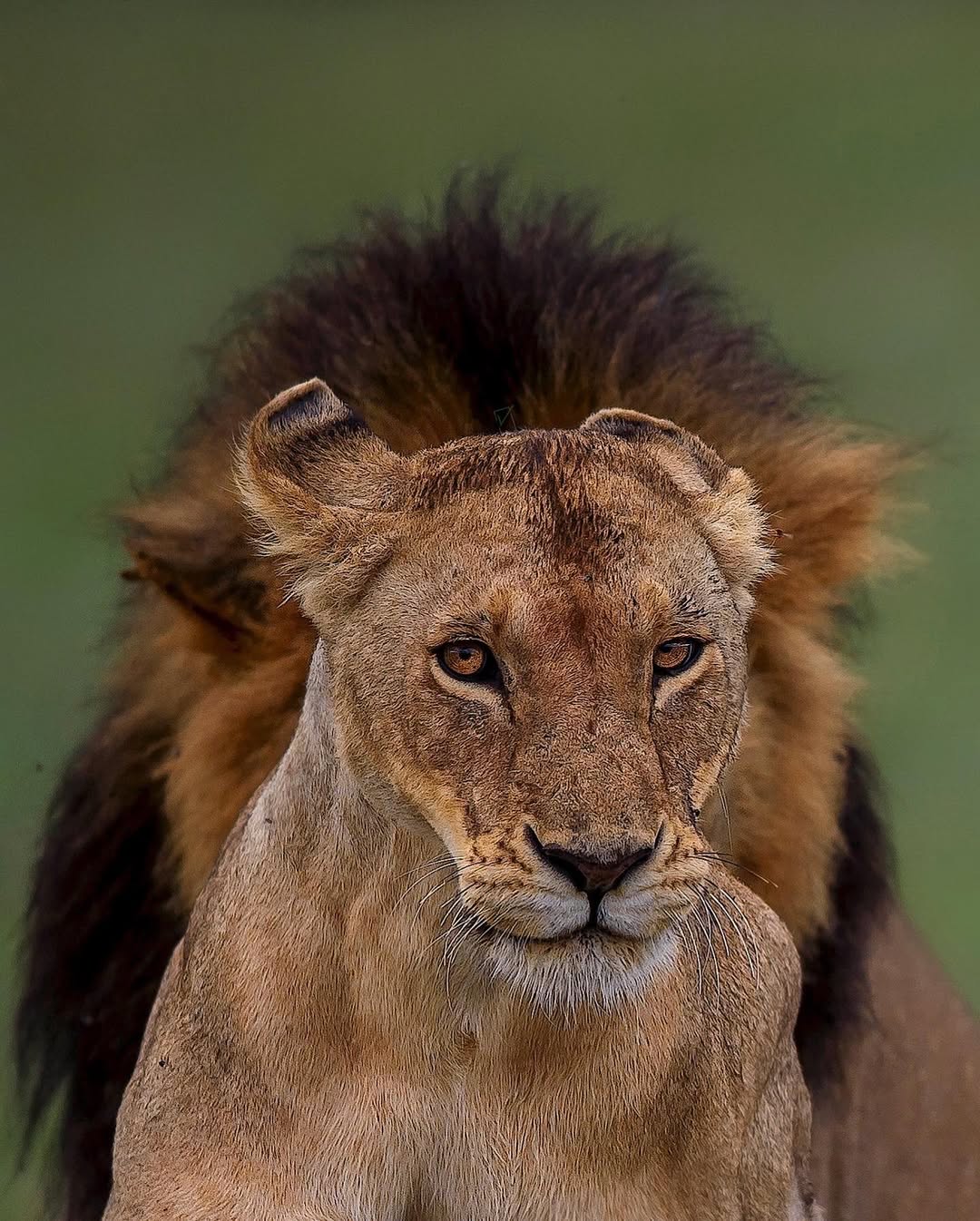 Lion pride resting under acacia tree during golden hour