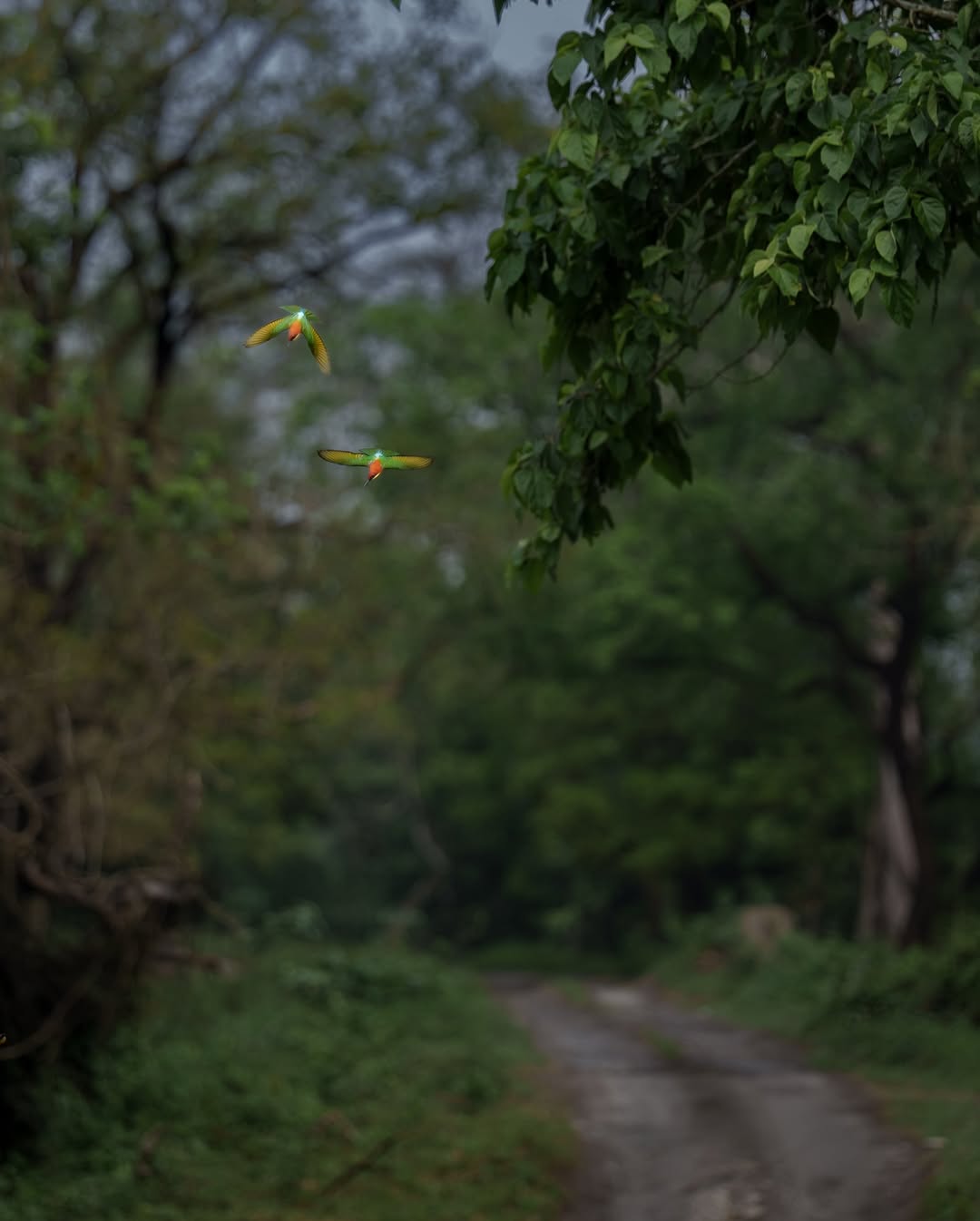 Group Joining Safari